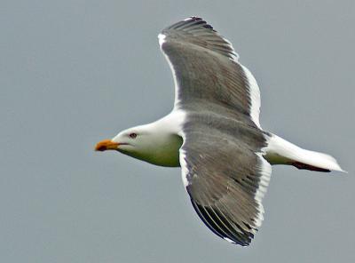 Seagull in Flight