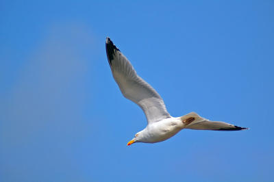 Seagull against Blue Sky