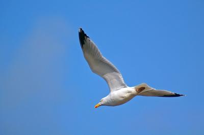 Seagull Against Blue Sky