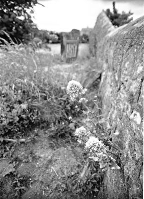 Flowers near Blackness Castle