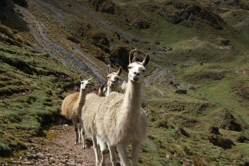 Llama Followers