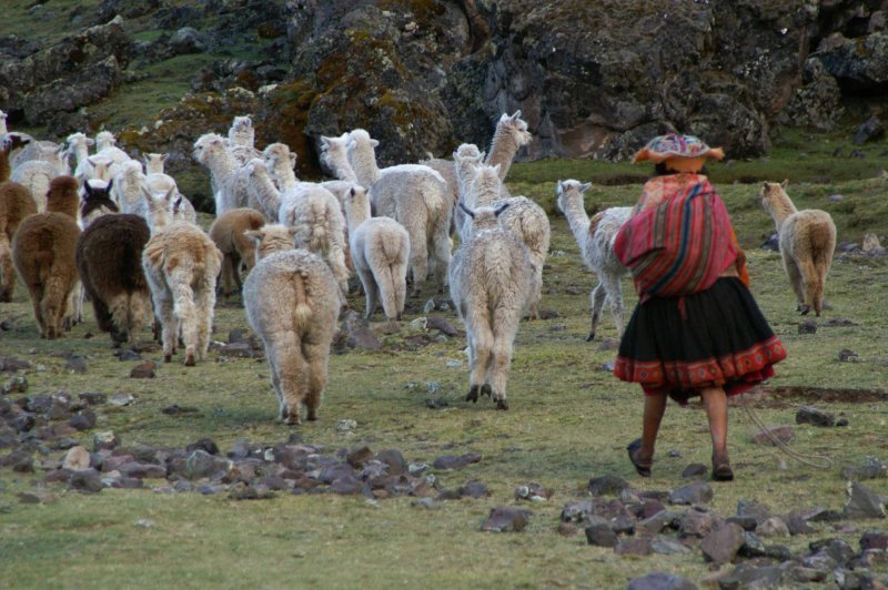 Herding in the Camp