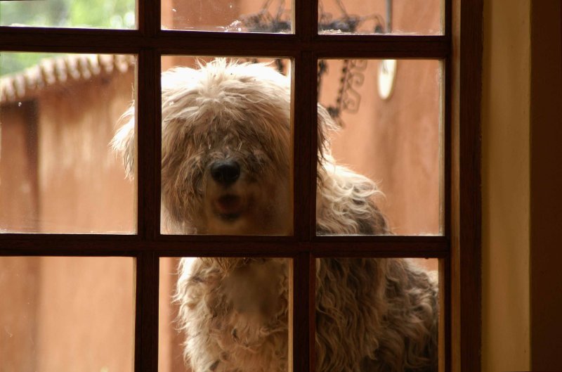 Peruvian Pooches