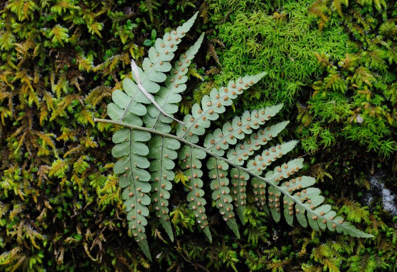 Fern frond on moss