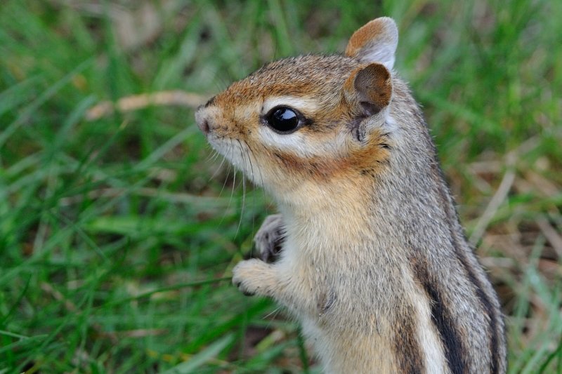 Eastern Chipmunk