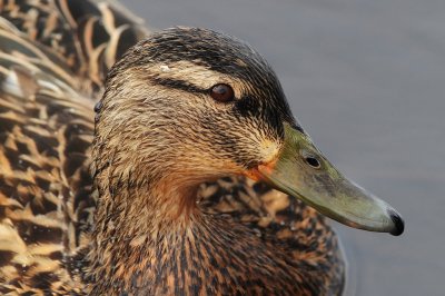 Mallard