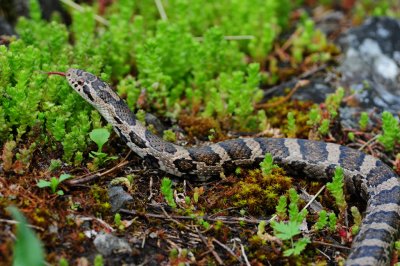 Eastern Milk Snake