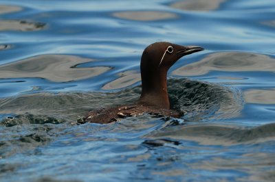 Common Murre (Bridled form)