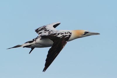 Northern Gannet (second year)
