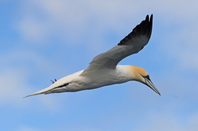 Northern Gannet