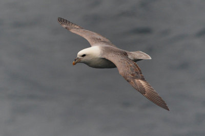 Northern Fulmar