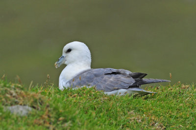 Northern Fulmar Nesting on Sod Roof of a Cleitean
