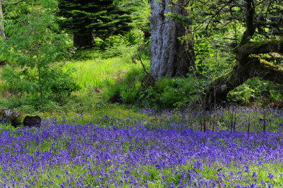 Armadale Gardens, Scotland