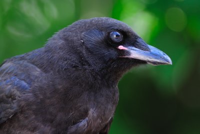 Young Crow