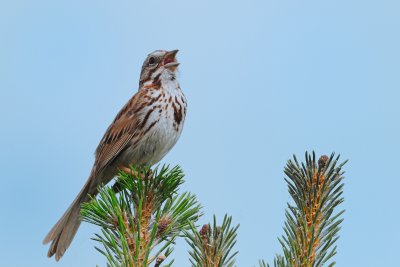 Song Sparrow