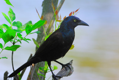 Common Grackle