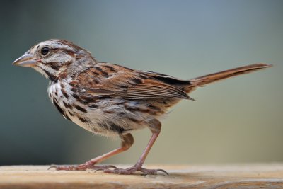 Song Sparrow