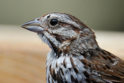 Song Sparrow