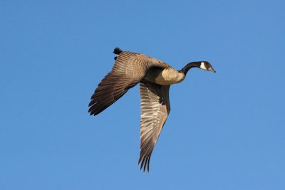 Canada Goose