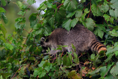 Raccoon foraging on wild grapes