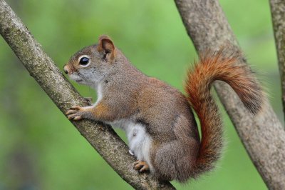 Red Squirrel