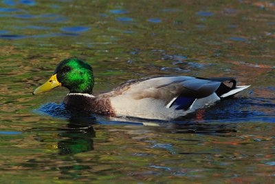 Mallard