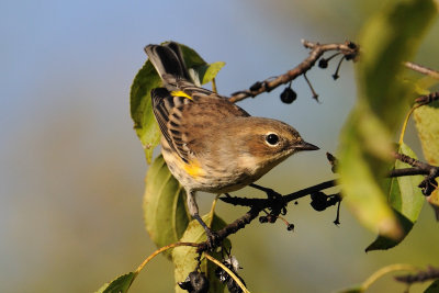 Yellow Rumped Warbler on Buck Thorn Shrub