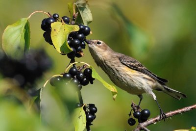 Yellow-rumped Warbler