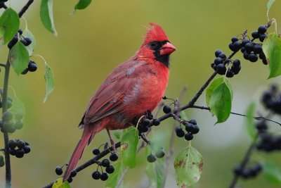Young Cardinal on Buckthorn Bush