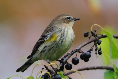 Yellow-rumped Warbler