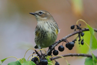 Yellow-rumped Warbler