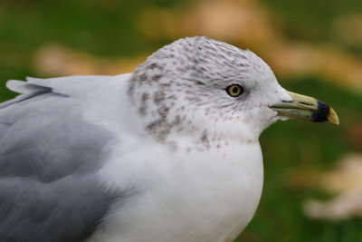 Ring-billed Gull