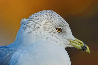 Ring-billed Gull