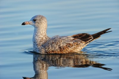 Ring-billed Gull