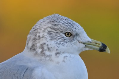 Ring-billed Gull