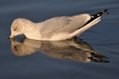 Ring-billed Gull