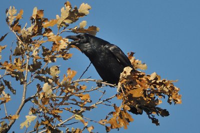 Common Raven