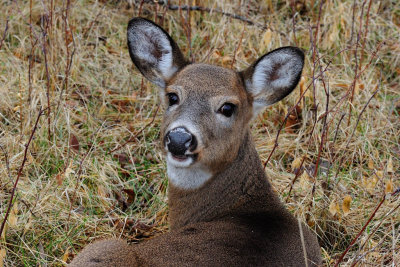 White-tailed Deer