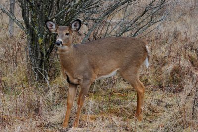 White-tailed Deer