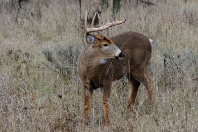 White-tailed Deer