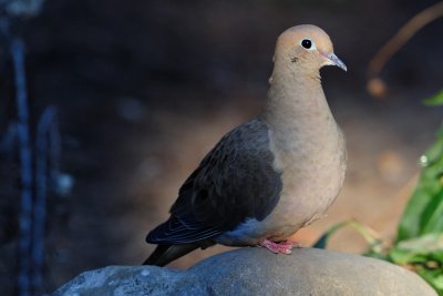 Mourning Dove