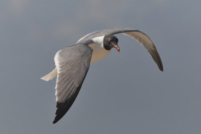 Laughing Gull
