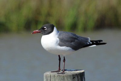 Laughing Gull