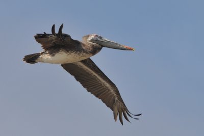 Brown Pelican