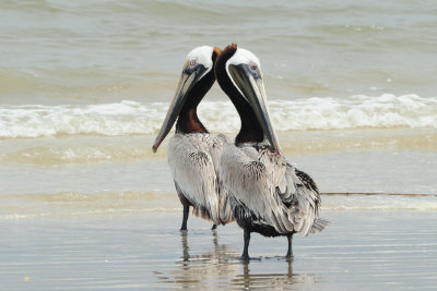 Brown Pelican