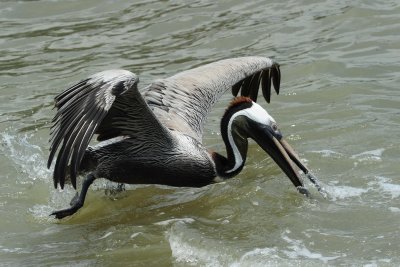 Brown Pelican