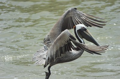 Brown Pelican