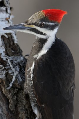 Pileated Woodpecker (f)