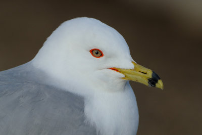 Ring-billed Gull