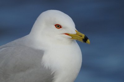 Ring-billed Gull